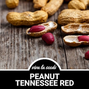 Peanuts, Tennessee Red | 10 Seeds | Heirloom | Valencia | Easy to Grow | Non-GMO | Arachis hypogaea