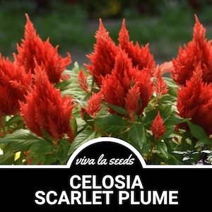 Celosia, Scarlet Plume | 100 Seeds | Heirloom Flower | Ornamental Grass | Landscaping Woolflower Plant | Celosia plumosa