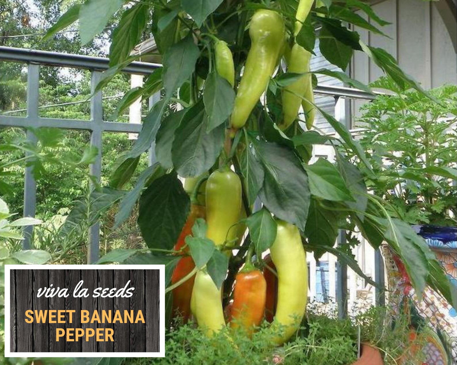 Pepper Sweet Banana 25 Seeds Easy to Grow Heirloom Etsy