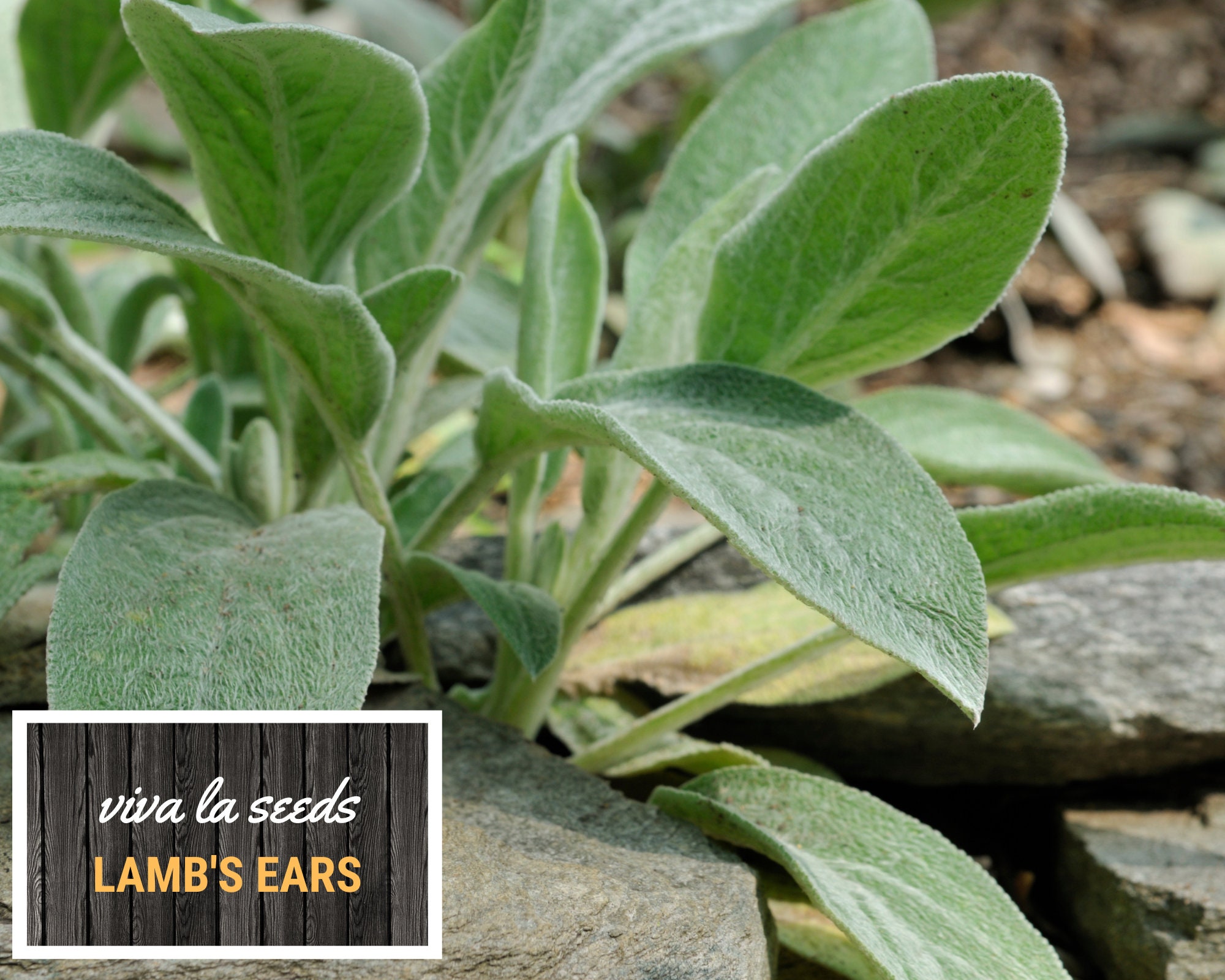 Lamb's Ears 50 Seeds Medicinal Herb Non GMO Etsy