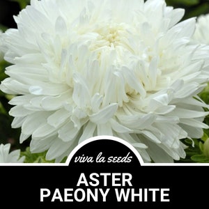 May include: Close-up of a fully bloomed white Aster Paeony flower. The flower has multiple layers of delicate petals, creating a full, textured appearance. The image includes the text "Aster Paeony White" and "viva la seeds".
