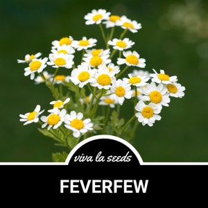 Feverfew | 100 Seeds | Medicinal | Hummingbird & Pollinator Plant | Non GMO | Tanacetum parthenium