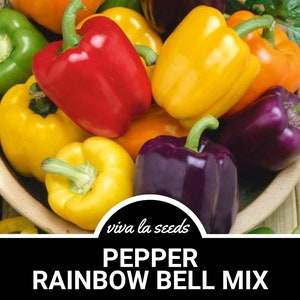 Pepper, Rainbow Sweet Bell | 25 Seeds | Heirloom | Non-GMO | Capscium annuum