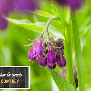 May include: Purple comfrey flowers blooming in a field. The flowers are clustered together and have a delicate, bell-shaped appearance. The text "viva la seeds COMFREY" is visible in the lower left corner of the image.