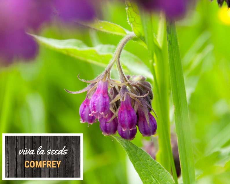 May include: Purple comfrey flowers blooming in a field. The flowers are clustered together and have a delicate, bell-shaped appearance. The text "viva la seeds COMFREY" is visible in the lower left corner of the image.