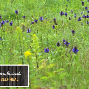 Self Heal | Heal All | 50 Seeds | Medicinal Herb | Easy to Grow | Non ...