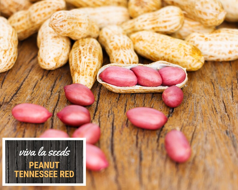 Red Shell Seeds Peanuts, Tennessee Red | 10 Seeds | Heirloom | Valencia | Easy to Grow ...