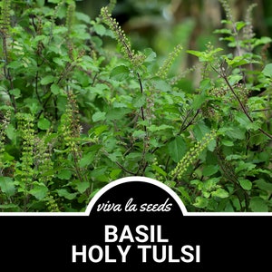 Basil, Holy Kapoor Tulsi | 250 Seeds | Medicinal | Culinary Herb | Non GMO | Ocimum Sanctum
