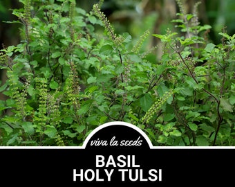May include: A close-up of a green basil plant with purple stems and small green flowers. The plant is labelled "BASIL HOLY TULSI" and "viva la seeds".