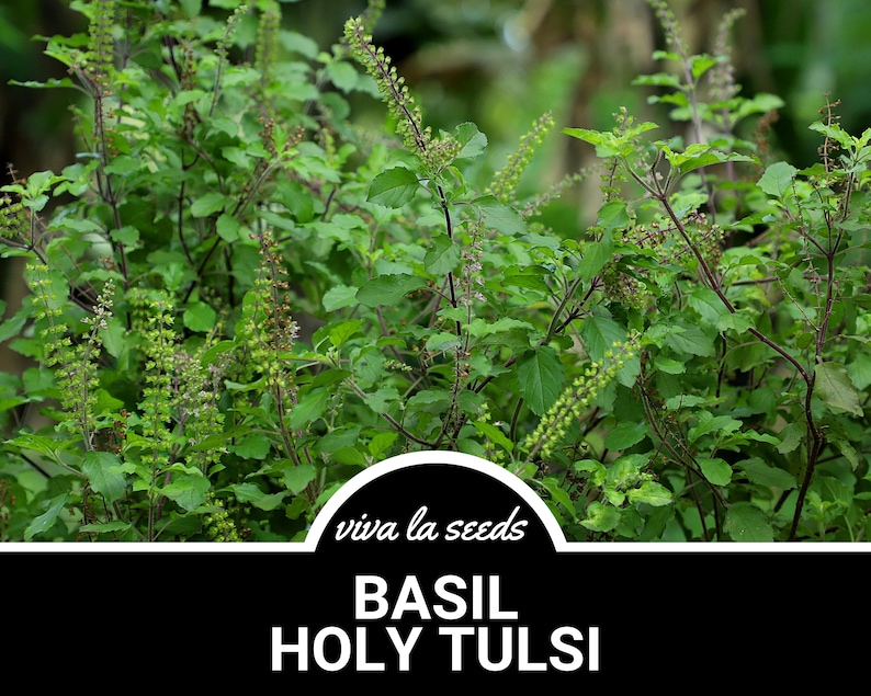 K&ouml;nnte beinhalten: Nahaufnahme einer gr&uuml;nen Basilikumpflanze mit violetten Stielen und kleinen gr&uuml;nen Bl&uuml;ten. Die Pflanze ist mit "BASIL HOLY TULSI" und "viva la seeds" beschriftet.