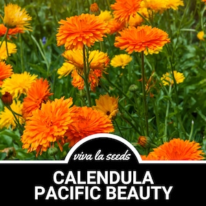Calendula Pacific Beauty | 100 Seeds | Medicinal Herb | Natural Mosquito Repellant | Non GMO | Calendula officinalis