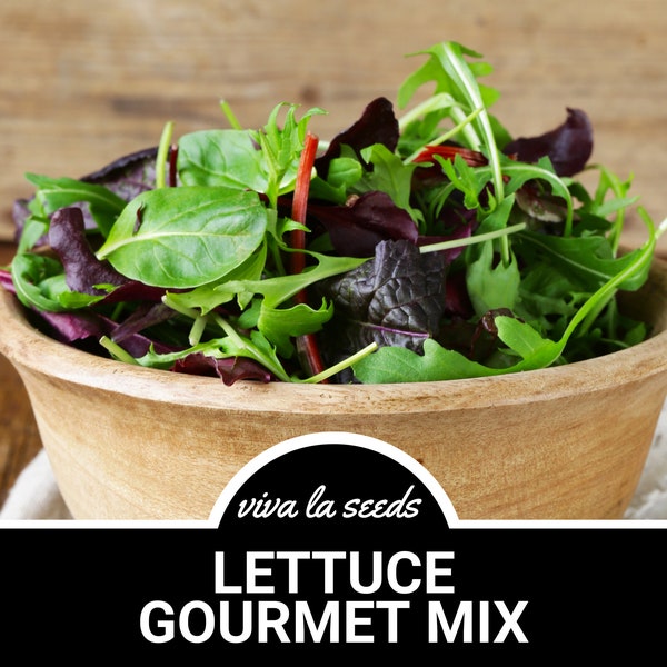 Lettuce, Gourmet Mix | 500 Seeds | Heirloom | Non-GMO | Lactuca sativa