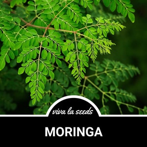 May include: Close-up of vibrant green moringa leaves on a branch. The leaves are arranged in a feathery pattern. The text "viva la seeds" and "MORINGA" are visible at the bottom of the image.