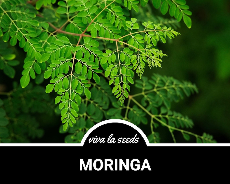 May include: Close-up of vibrant green moringa leaves on a branch. The leaves are arranged in a feathery pattern. The text "viva la seeds" and "MORINGA" are visible at the bottom of the image.