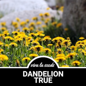 Dandelion, True | 50 Seeds | Medicinal | Culinary Herb | Non GMO | Taraxacum officinale