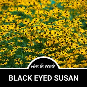 Black Eyed Susans | 100 Seeds | Medicinal | Easy to Grow | Non GMO | Rudbeckia hirta