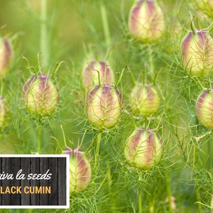 May include: Close-up of a cluster of green, spiky seed pods with a purple hue. The pods are arranged in a field of green foliage. A wooden sign with the text "viva la seeds BLACK CUMIN" is in the foreground.