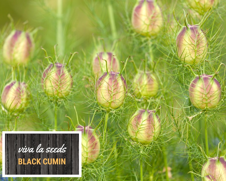May include: Close-up of a cluster of green, spiky seed pods with a purple hue. The pods are arranged in a field of green foliage. A wooden sign with the text "viva la seeds BLACK CUMIN" is in the foreground.