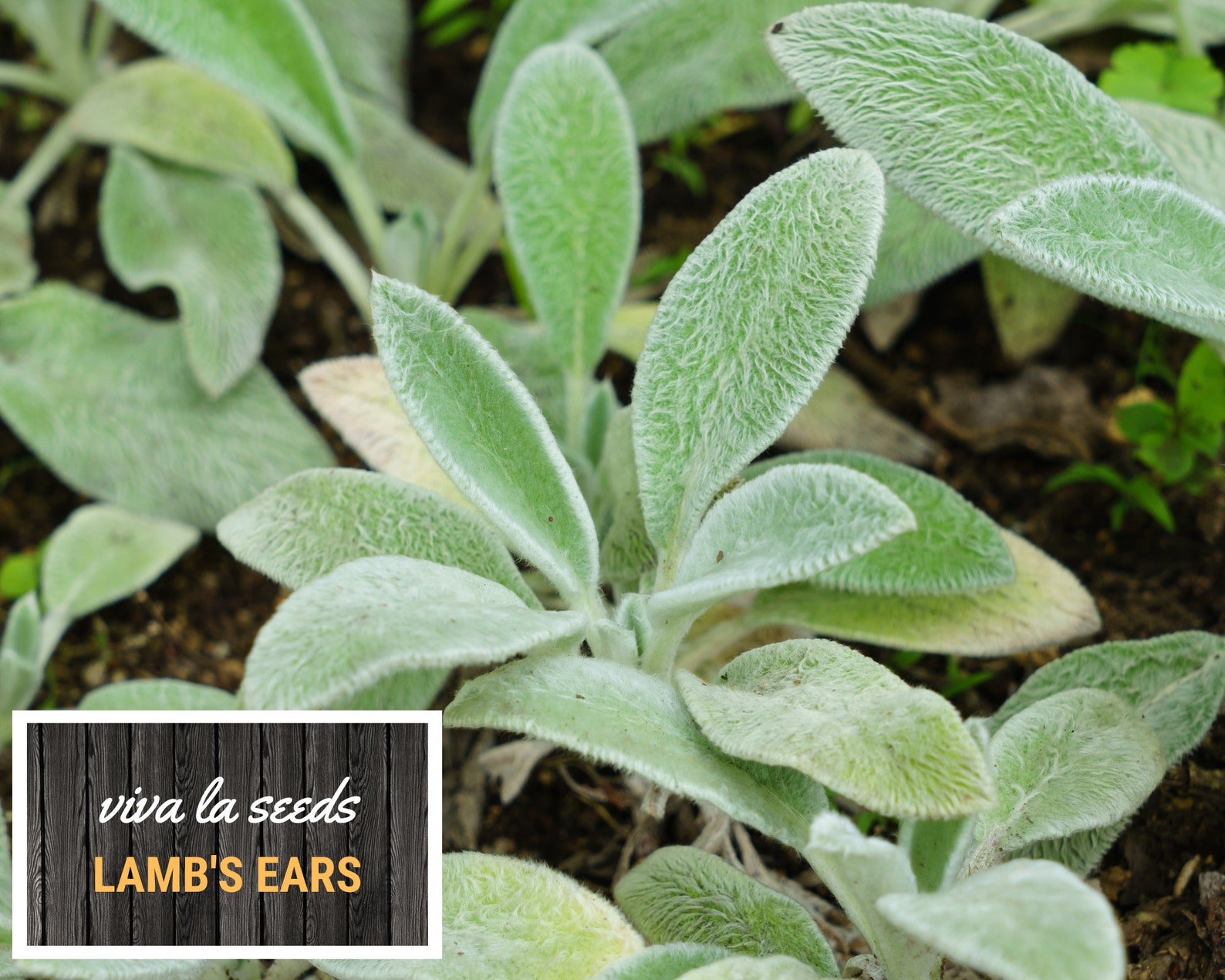 Lamb's Ears 50 Seeds Medicinal Herb Non GMO Etsy