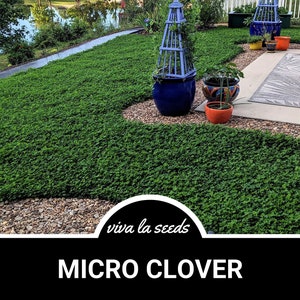 Clover, Micro (Mini) | 10,000 Seeds | Lawn Alternative | Ground Cover | Grass Supplement | White Micro Clover | Trifolium repens