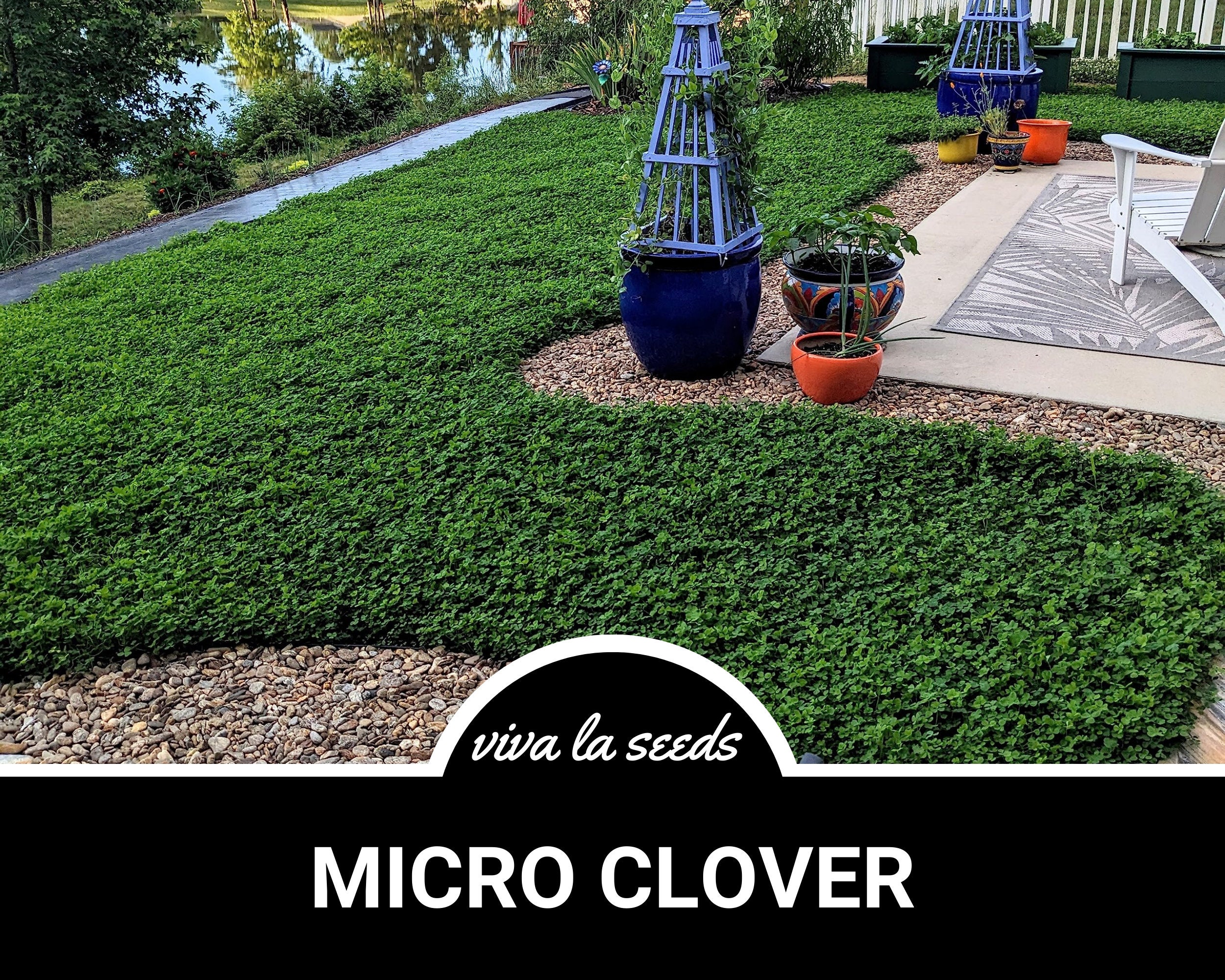 Clover, Micro (mini) | 10,000 Seeds | Lawn Alternative | Ground Cover ...
