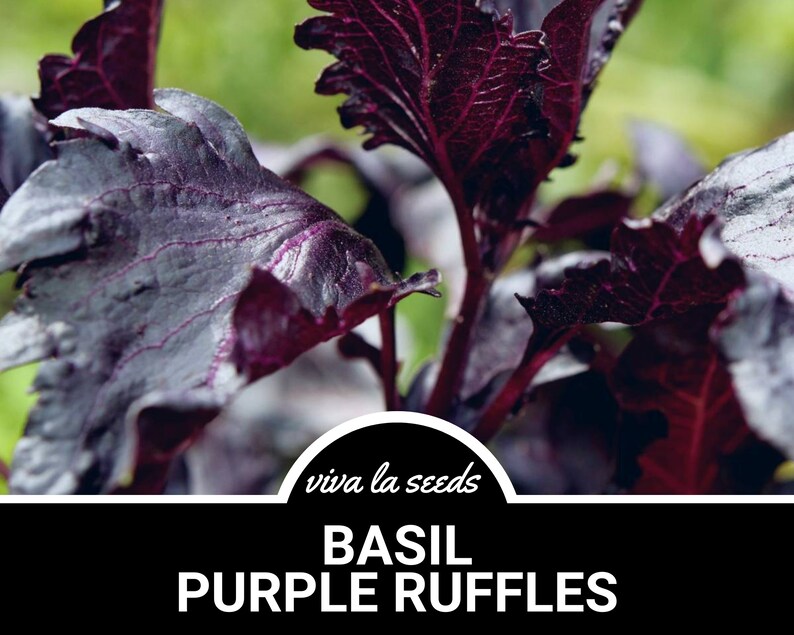 Basil, Purple Ruffles | 250 Seeds | Medicinal & Culinary Herb ...