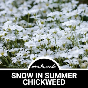 May include: A close-up image of a field of white snow-in-summer chickweed flowers. The flowers are small and delicate, with five petals each. The flowers are in full bloom and cover the entire field. The text "viva la seeds" and "SNOW IN SUMMER CHICKWEED" is visible at the bottom of the image.