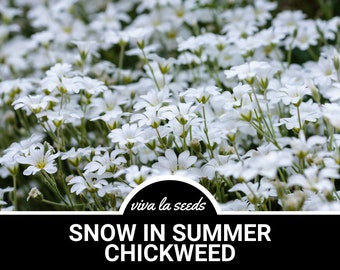 Puede incluir: Una imagen de primer plano de un campo de flores blancas de  "nieve en verano" (chickweed). Las flores son pequeñas y delicadas, con cinco pétalos cada una. Las flores están en plena floración y cubren todo el campo. El texto "viva la seeds" y "SNOW IN SUMMER CHICKWEED" es visible en la parte inferior de la imagen.