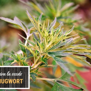 May include: Close-up of a green mugwort plant with vibrant green and yellow leaves. The plant is labeled "viva la seeds MUGWORT".