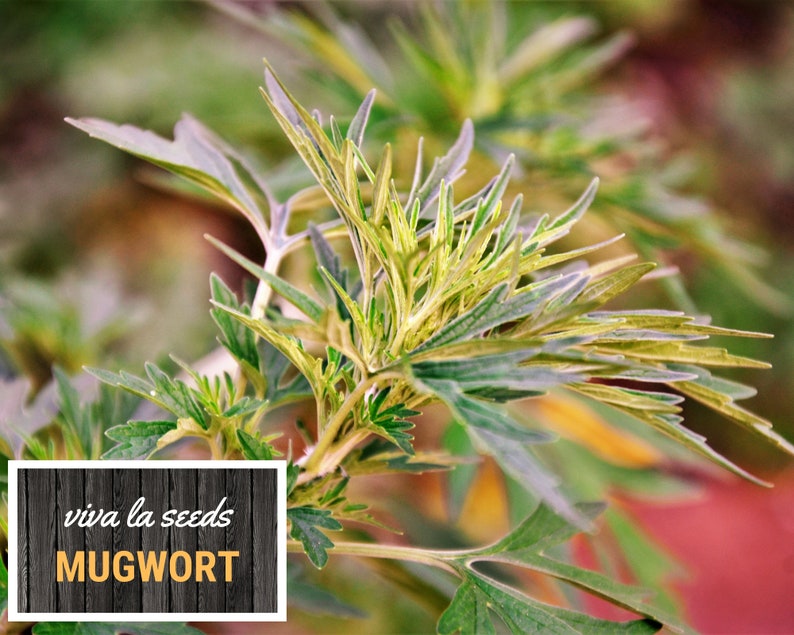 May include: Close-up of a green mugwort plant with vibrant green and yellow leaves. The plant is labeled "viva la seeds MUGWORT".