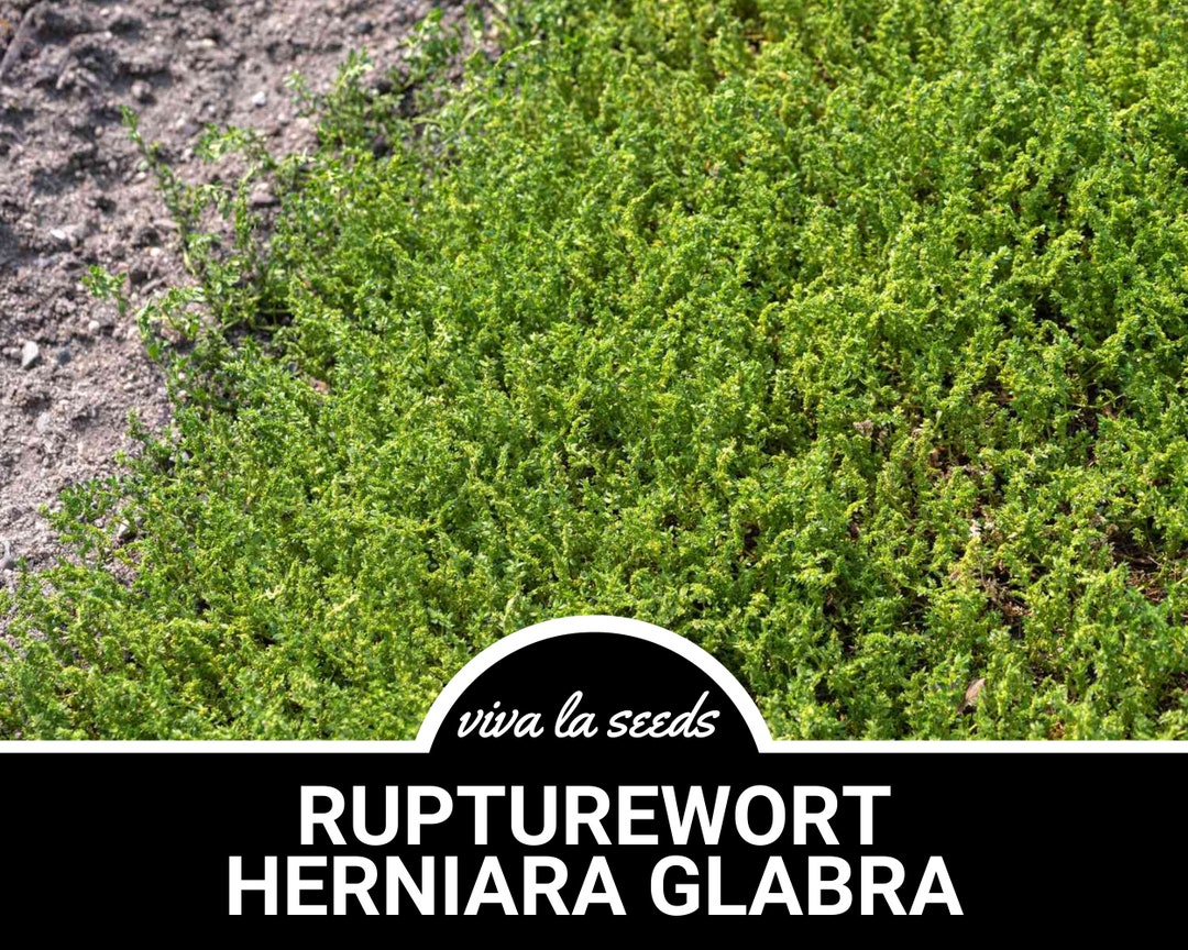 Rupturewort green Carpet 100 Seeds Medicinal Edible Ground Cover Non