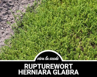 Rupturewort (Green Carpet) | 100 Seeds | Medicinal | Edible Ground Cover | Non GMO | Herniaria glabra