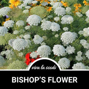 Bishop&#39;s Flower | White Lace | 500 Seeds | Annual Flower | False Queen Anne&#39;s Lace | Ammi majus