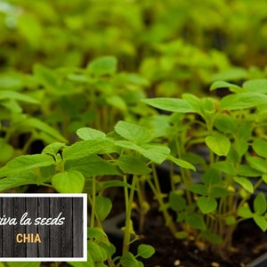 May include: Close-up of a tray of young green chia plants. The plants are growing in a black tray with small squares. The text "viva la seeds CHIA" is visible on a wooden sign.