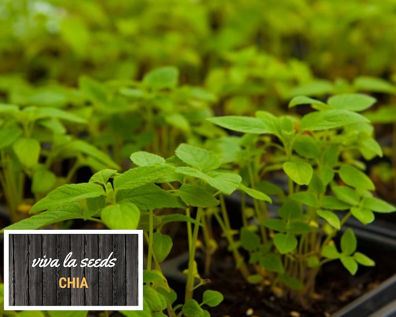 May include: Close-up of a tray of young green chia plants. The plants are growing in a black tray with small squares. The text "viva la seeds CHIA" is visible on a wooden sign.