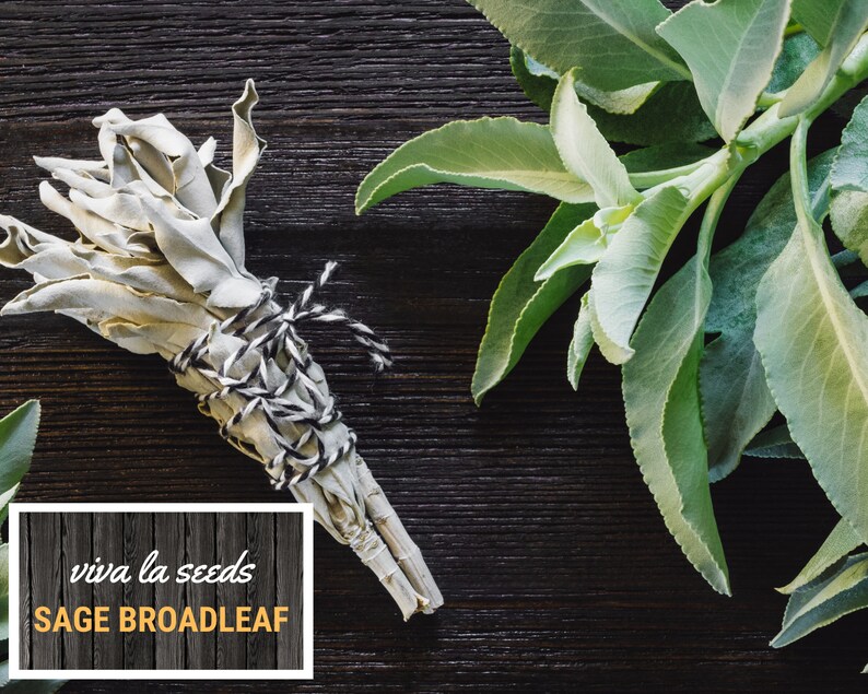 Sage, Broadleaf | 50 Seeds | Medicinal & Culinary Herb | Non GMO ...
