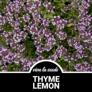 May include: Close-up of a patch of vibrant purple and green lemon thyme. The text "viva la seeds" and "THYME LEMON" is visible in the image.