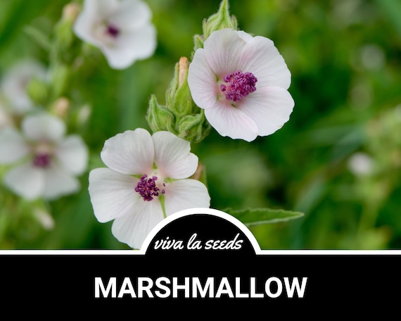 Marshmallow | 50 Seeds | Medicinal | Culinary Herb | Non GMO | Althaea officinalis