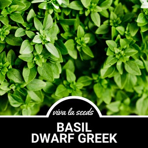 K&ouml;nnte beinhalten: Nahaufnahme eines &uuml;ppigen, gr&uuml;nen Busches Zwerg-Griechischem Basilikum. Die Pflanze hat kleine, leuchtend gr&uuml;ne Bl&auml;tter. Der Text "viva la seeds" und "BASIL DWARF GREEK" ist auf schwarzem Hintergrund dargestellt.
