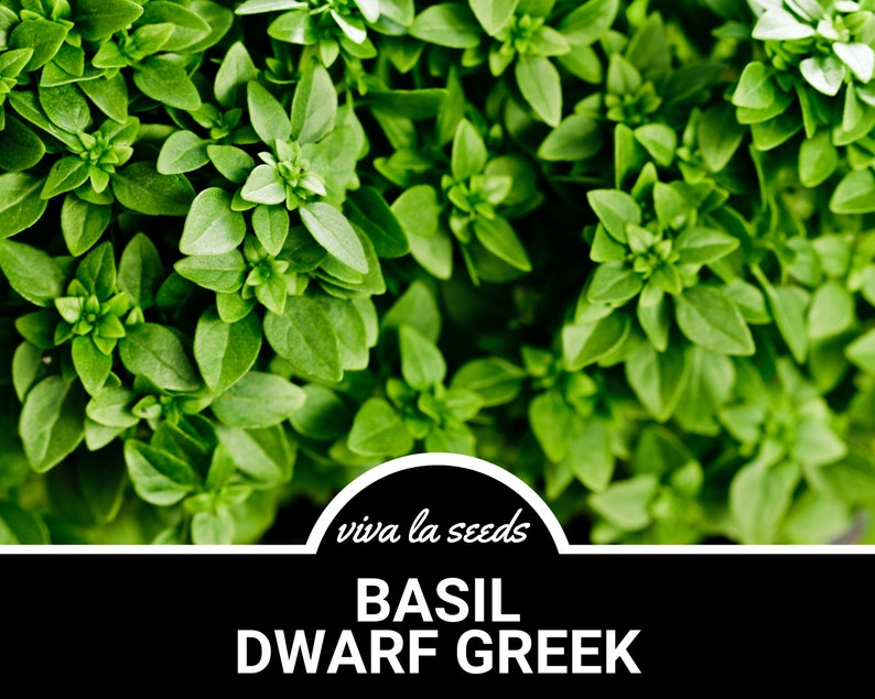K&ouml;nnte beinhalten: Nahaufnahme eines &uuml;ppigen, gr&uuml;nen Busches Zwerg-Griechischem Basilikum. Die Pflanze hat kleine, leuchtend gr&uuml;ne Bl&auml;tter. Der Text "viva la seeds" und "BASIL DWARF GREEK" ist auf schwarzem Hintergrund dargestellt.