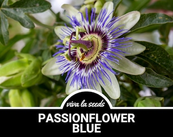Passionflower, Blue | 20 Seeds | Heirloom Fruit | Tropical Blooms | Non-GMO | Passiflora caerulea