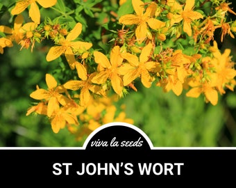 St John's Wort | 100 Seeds | Medicinal Herb | Non GMO | Hypericum perforatum