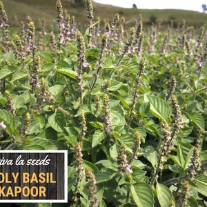 K&ouml;nnte beinhalten: Ein Feld mit gr&uuml;nen Heiligen Basilikumpflanzen mit lila Bl&uuml;ten. Die Pflanzen wachsen in Reihen und stehen in voller Bl&uuml;te. Der Text "viva la seeds HOLY BASIL KAPOOR" ist auf einem Holzschild im Vordergrund gedruckt.