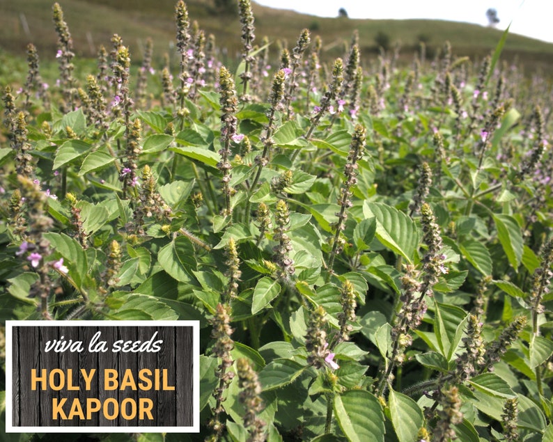 K&ouml;nnte beinhalten: Ein Feld mit gr&uuml;nen Heiligen Basilikumpflanzen mit lila Bl&uuml;ten. Die Pflanzen wachsen in Reihen und stehen in voller Bl&uuml;te. Der Text "viva la seeds HOLY BASIL KAPOOR" ist auf einem Holzschild im Vordergrund gedruckt.