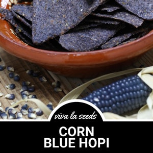 May include: A bowl of blue corn tortilla chips with a blue corn cob and kernels on a wooden surface. The text "viva la seeds CORN BLUE HOPI" is on a black circle.