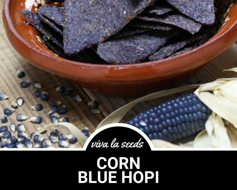 May include: A bowl of blue corn tortilla chips with a blue corn cob and kernels on a wooden surface. The text "viva la seeds CORN BLUE HOPI" is on a black circle.