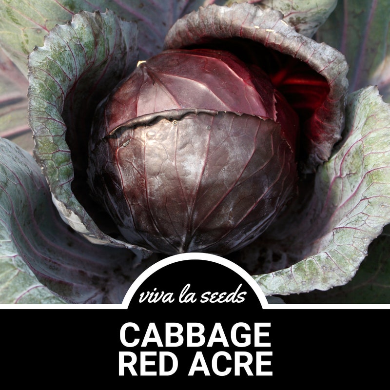 Cabbage - Etsy