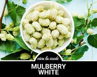 Mûrier, blanc | 50 graines | Héritage | Sans OGM | Morus alba