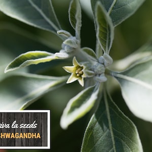 K&ouml;nnte beinhalten: Nahaufnahme einer kleinen, wei&szlig;en Bl&uuml;te mit gelbem Pollen auf einer gr&uuml;nen Pflanze mit flauschigen Bl&auml;ttern. Die Pflanze ist mit "viva la seeds ASHWAGANDHA" beschriftet.