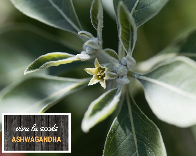 K&ouml;nnte beinhalten: Nahaufnahme einer kleinen, wei&szlig;en Bl&uuml;te mit gelbem Pollen auf einer gr&uuml;nen Pflanze mit flauschigen Bl&auml;ttern. Die Pflanze ist mit "viva la seeds ASHWAGANDHA" beschriftet.